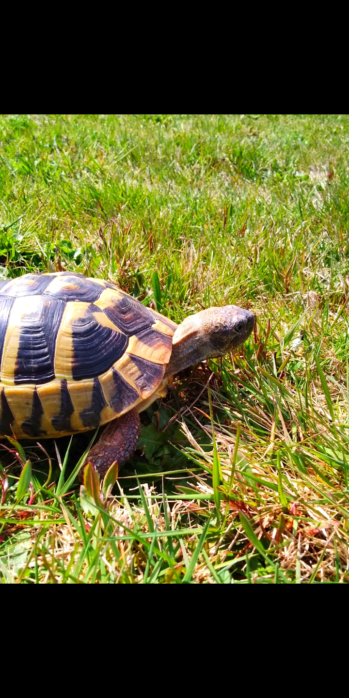 The clay Tortoise