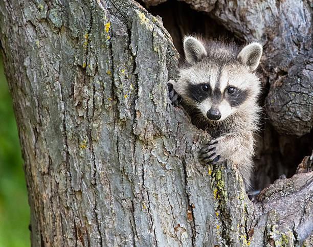 RaccoonTree