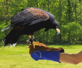 Falconry Glove - Functional Yet Fashionable
