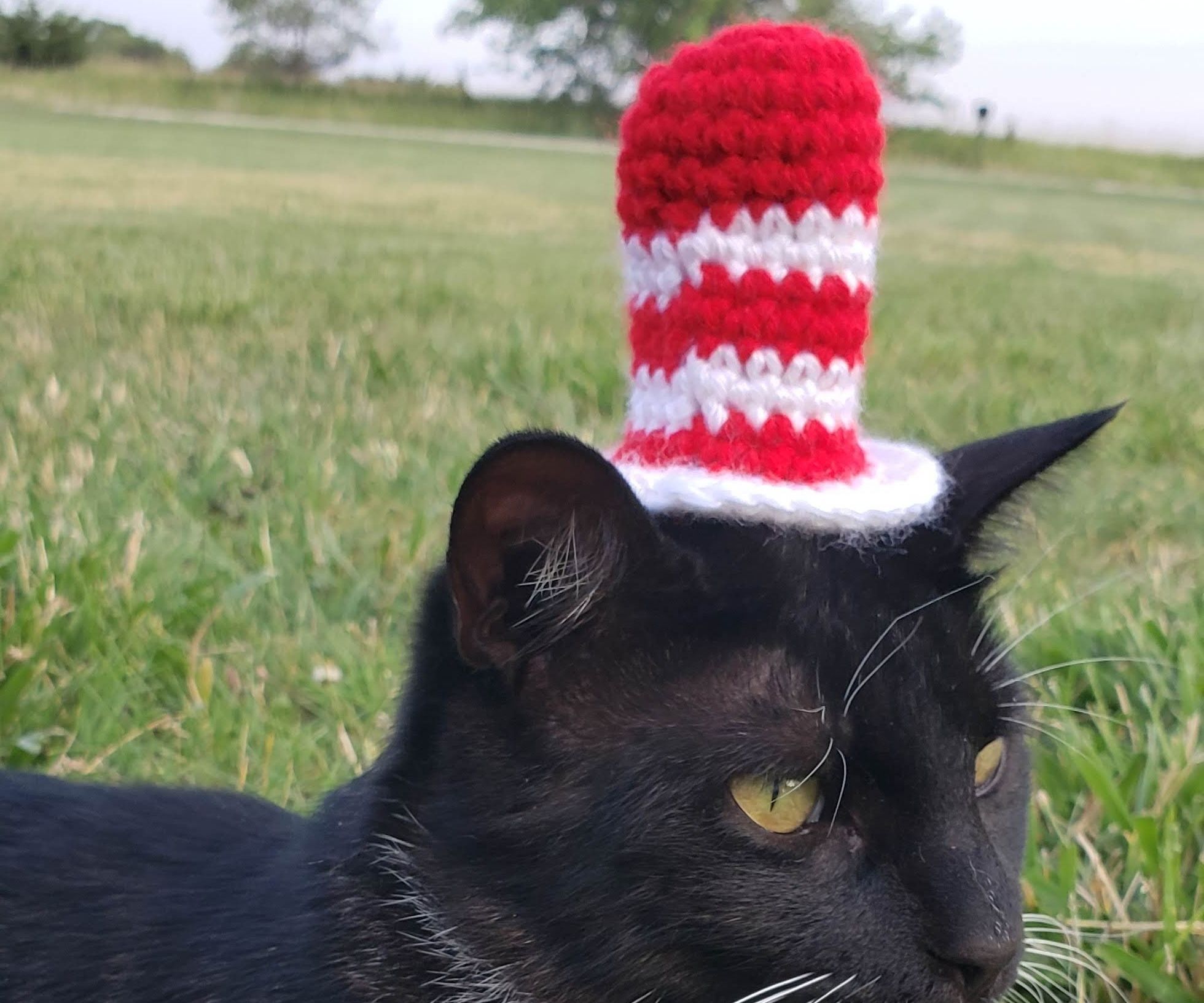 Hat on a Cat