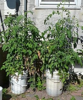 Self-watering Bucket Planter