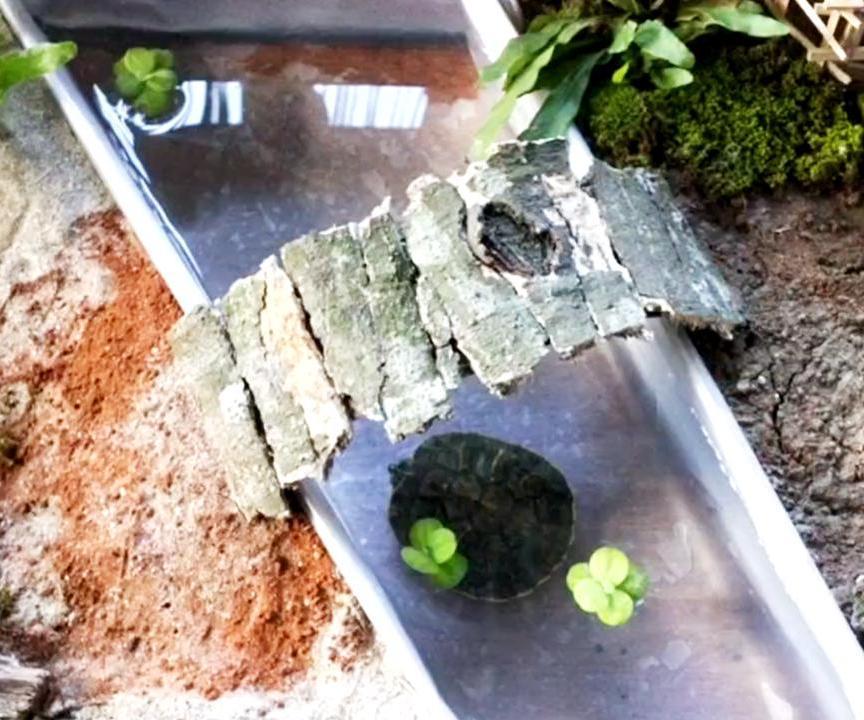 Turtle Habitat for Baby Turtles | Homemade Turtle Garden