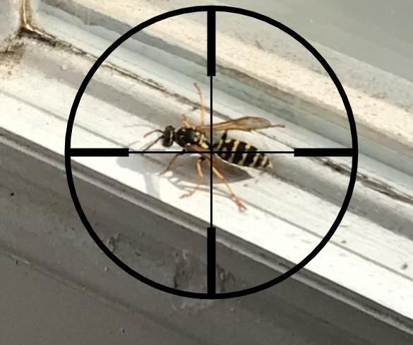 Kill a Wasp Inside Your Home