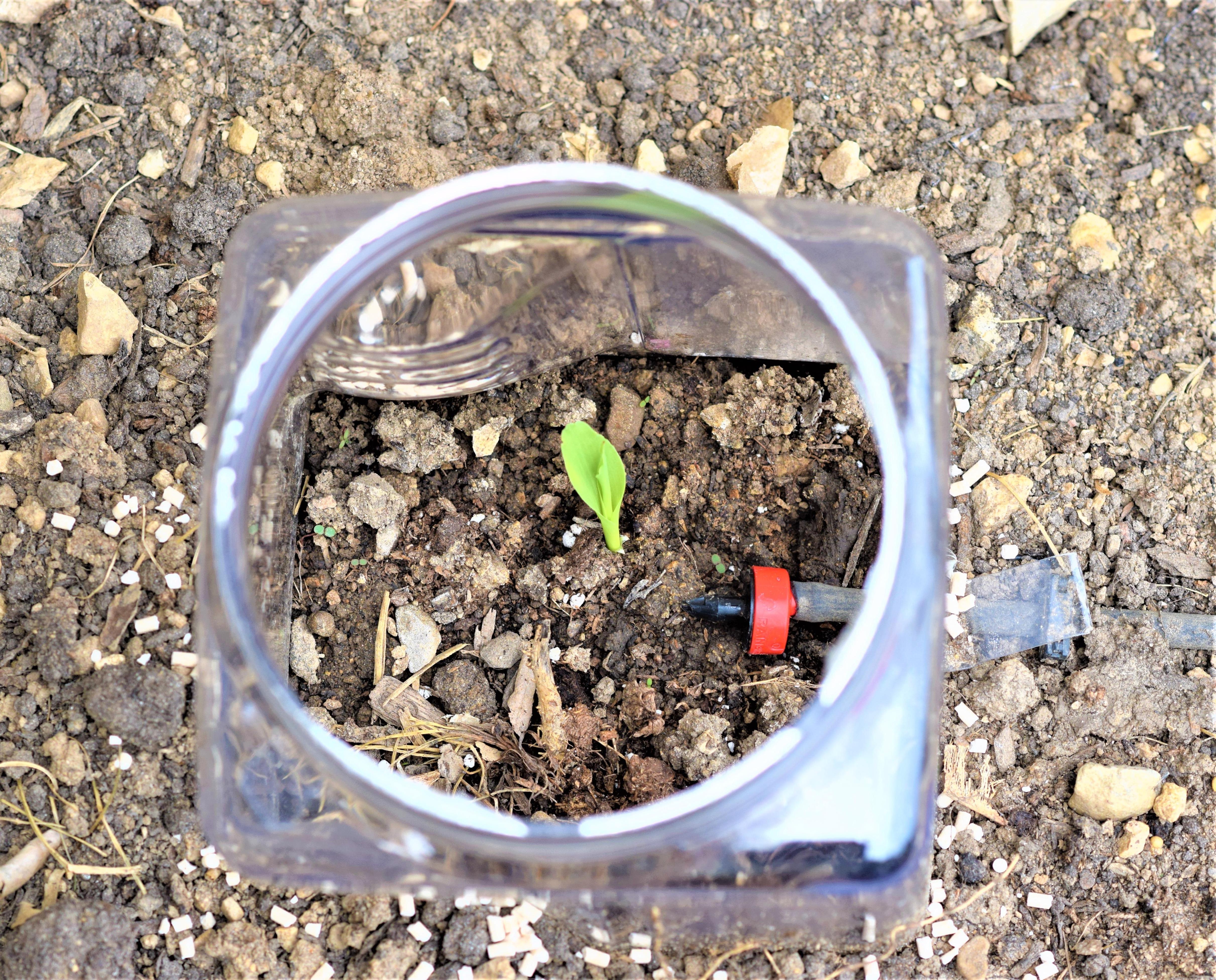 Individual Plant Green House From Waste Bottle