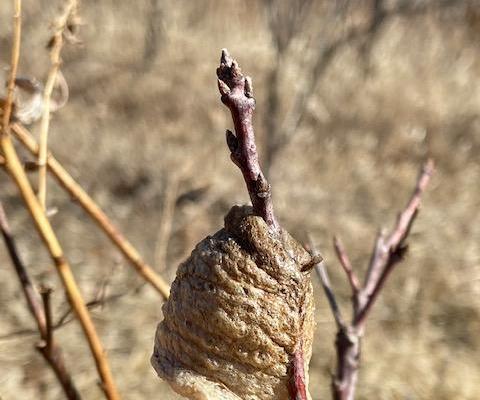 Praying Mantis Egg Case Relocation