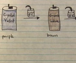 How to Do a Gram Stain