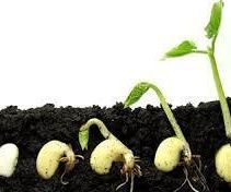 Germinate Your Own Seeds in These 10 Simple Steps