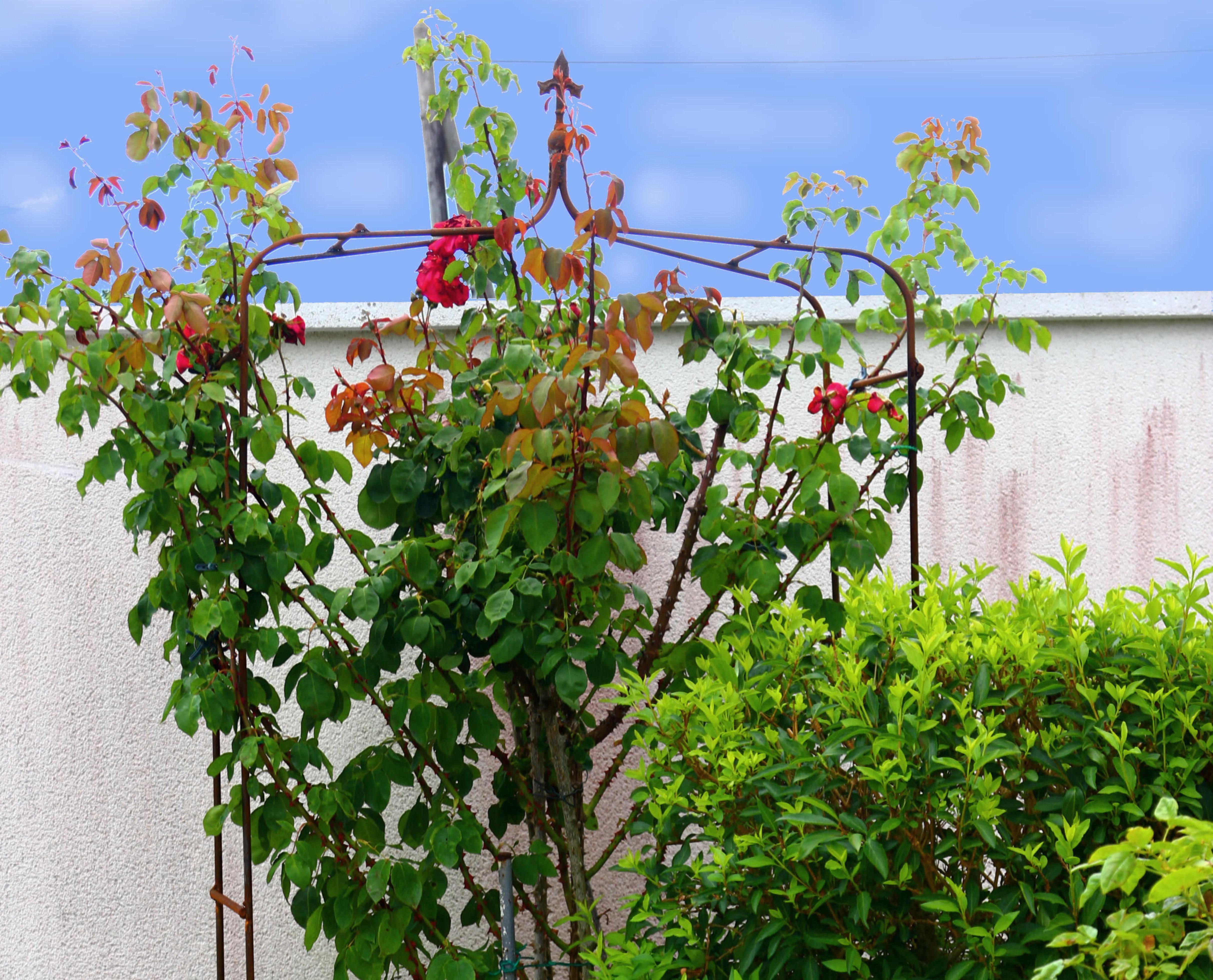 Simple, Elegant Steel Bar Rose Arch