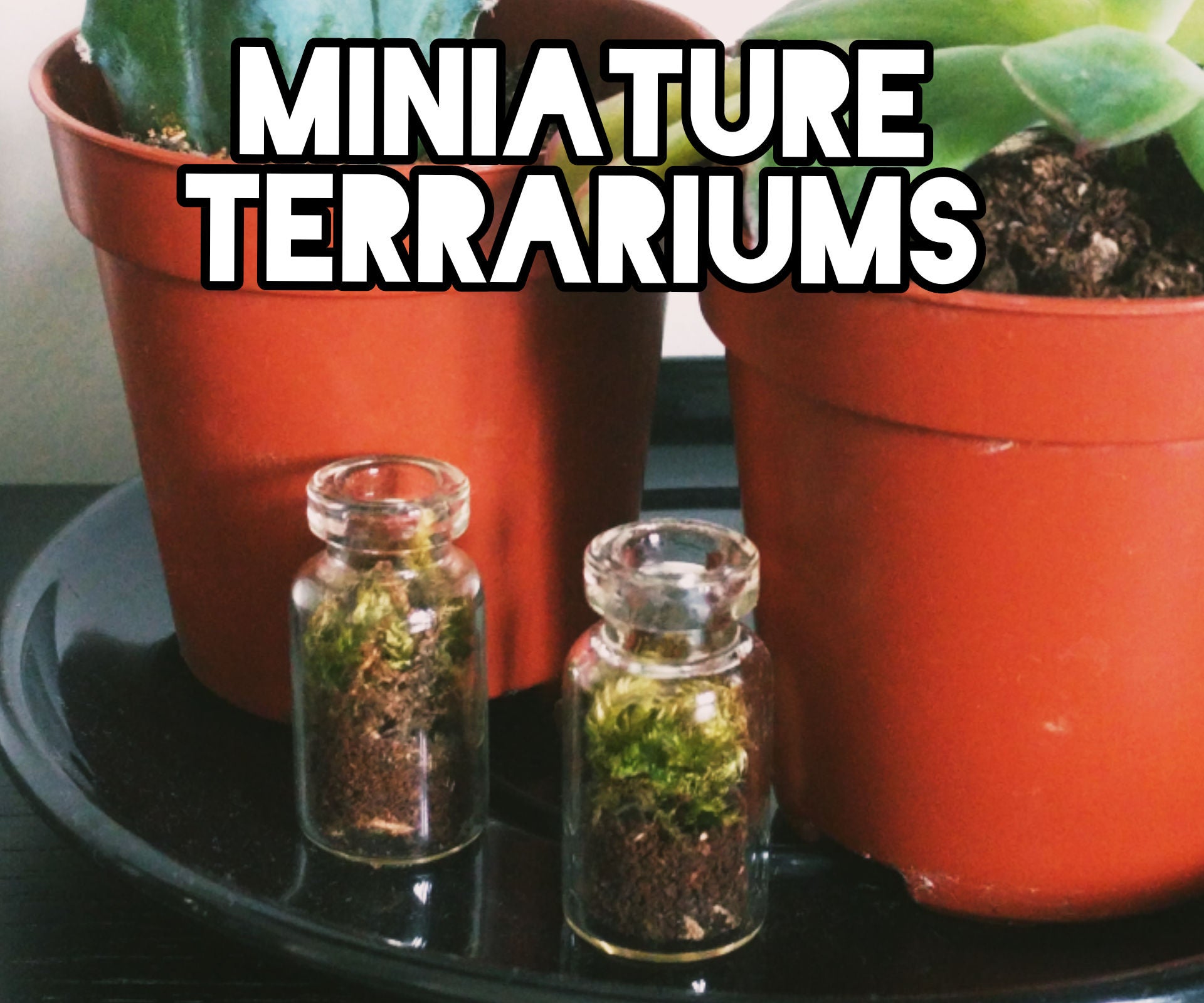 Minature Terrariums