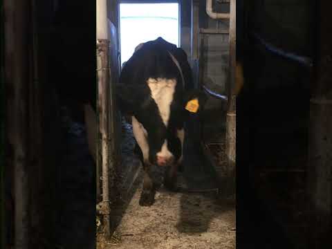 How to Milk a Cow