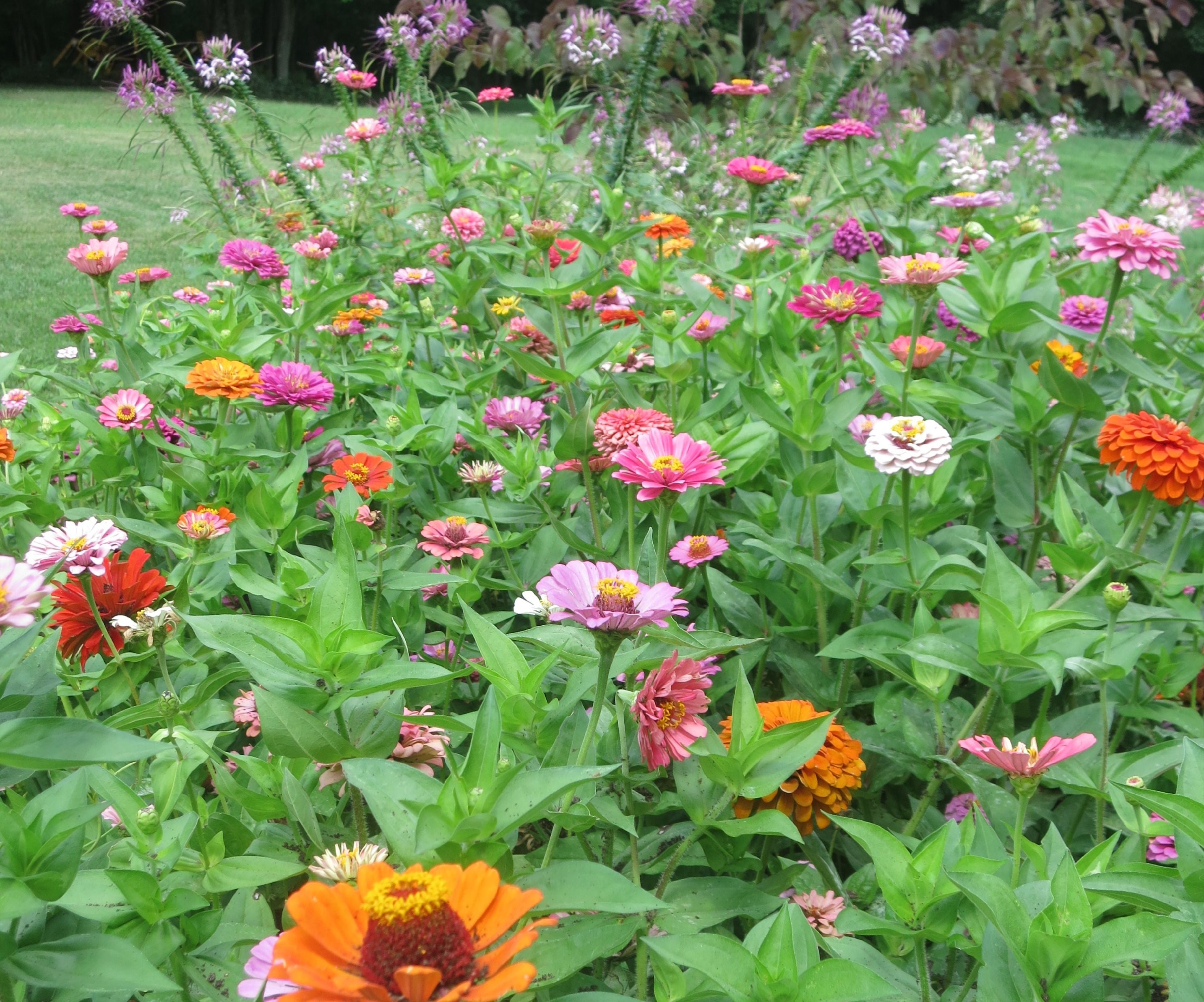 Harvesting Flower Seeds for Next Year's Gardens