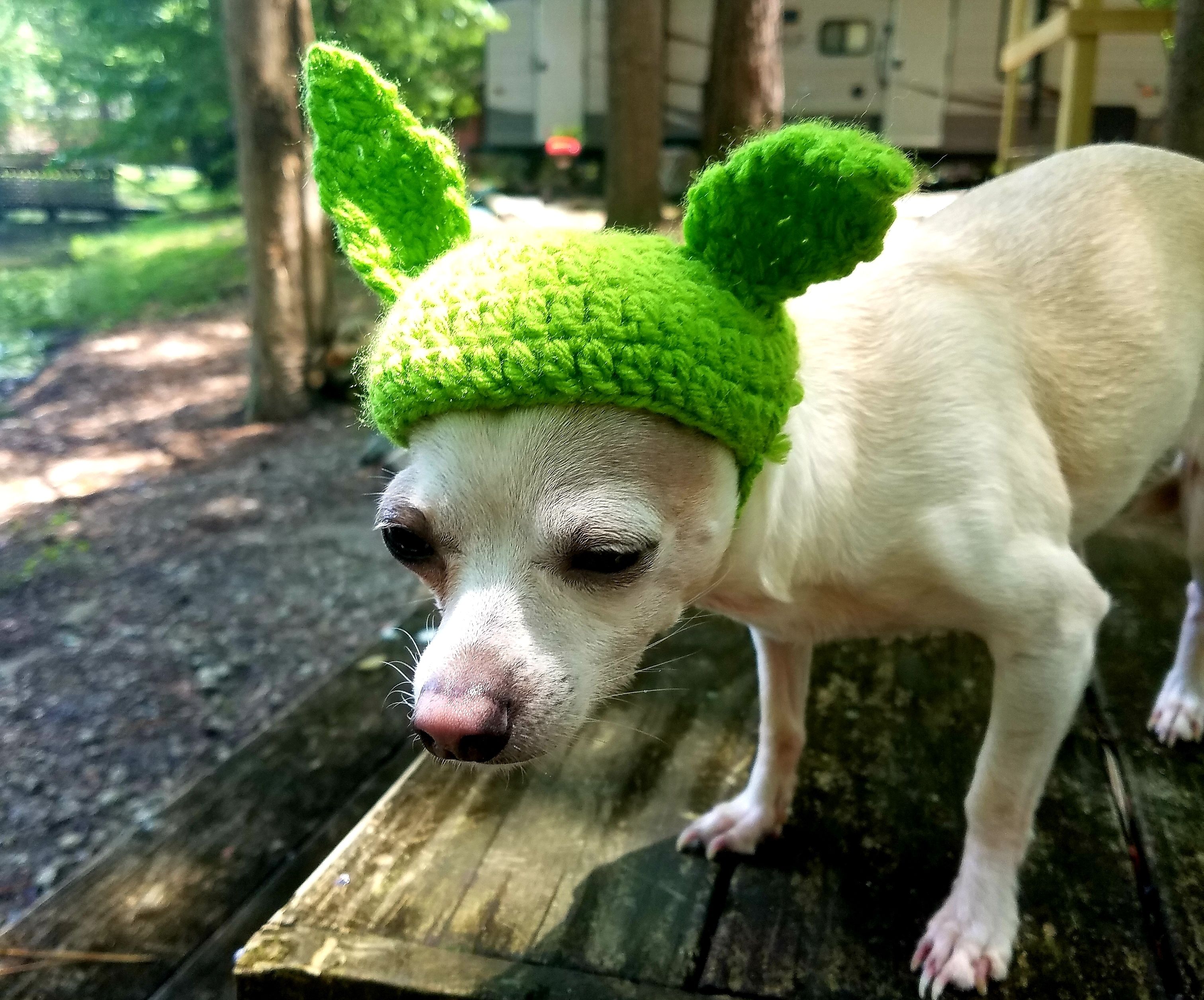 Little Baby Yoda Pet Hat ( With Baby Yoda Plushie)