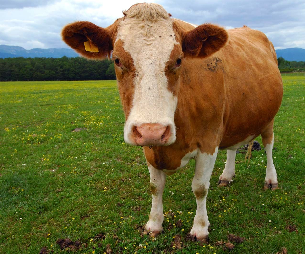 Butter From Raw Milk