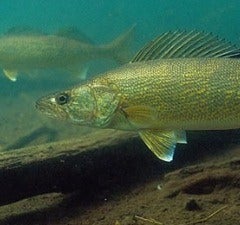 Walleye Fishing