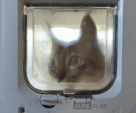 How to Do Cat Flap Monitoring