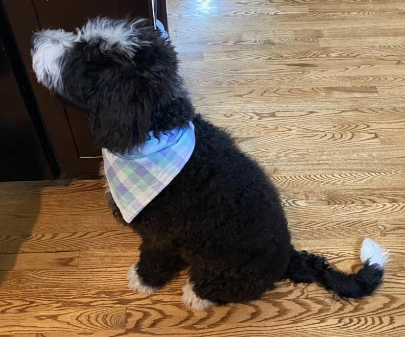 Scrap Buster Dog Bandana