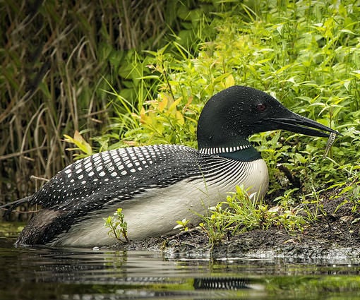 Loon Nesting Platform (Work in Progress Updated 03/15/20)