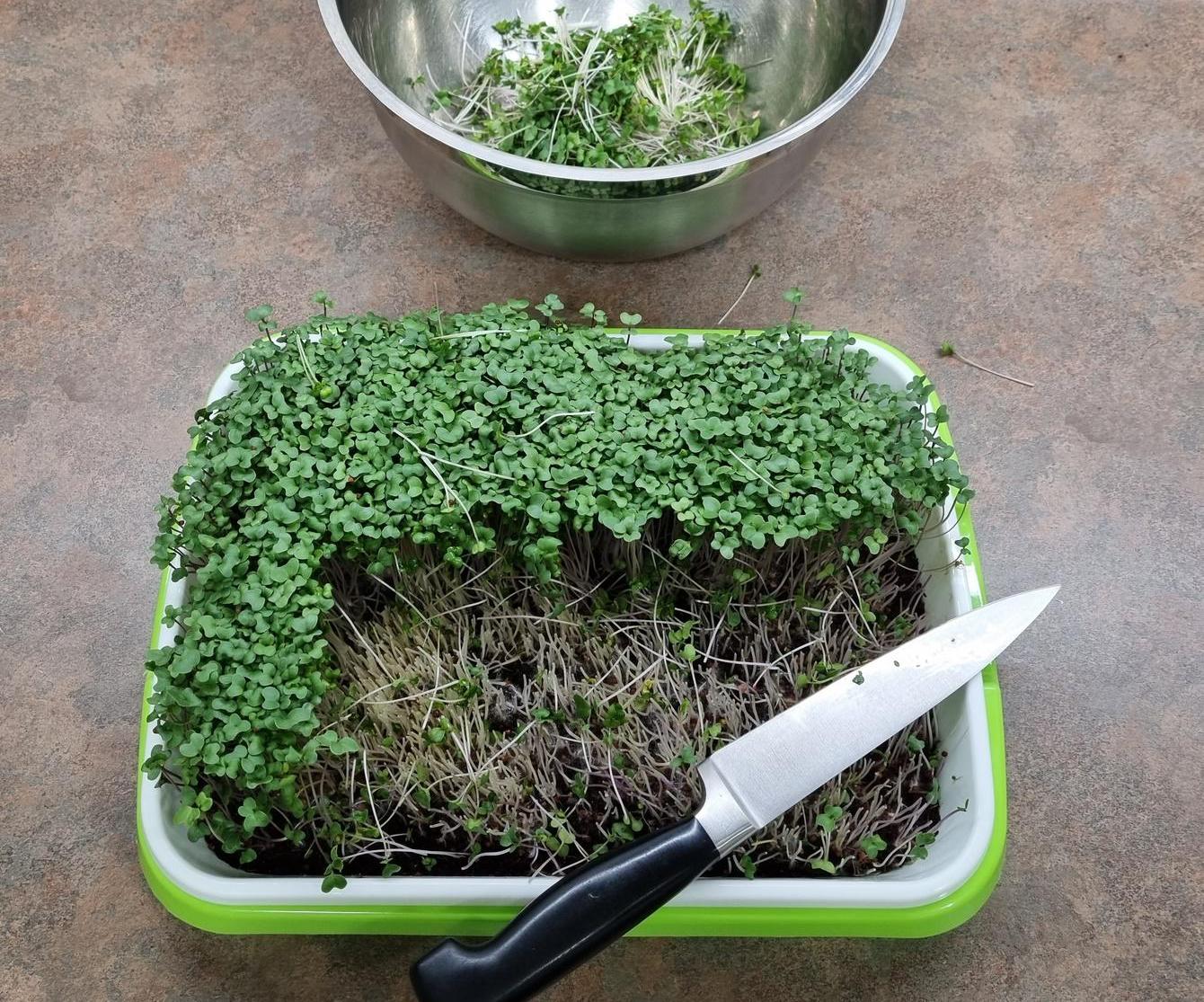 Very Simple Broccoli Micro Greens