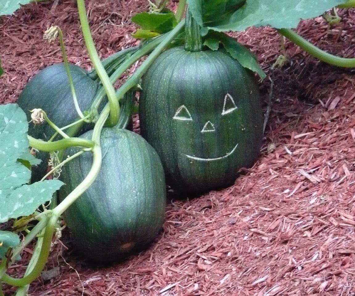 'Scarred' Pumpkins &  Jack-o-Lanterns