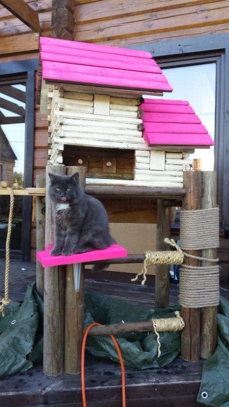 Pussy Palace: Extreme Birdhouse Conversion