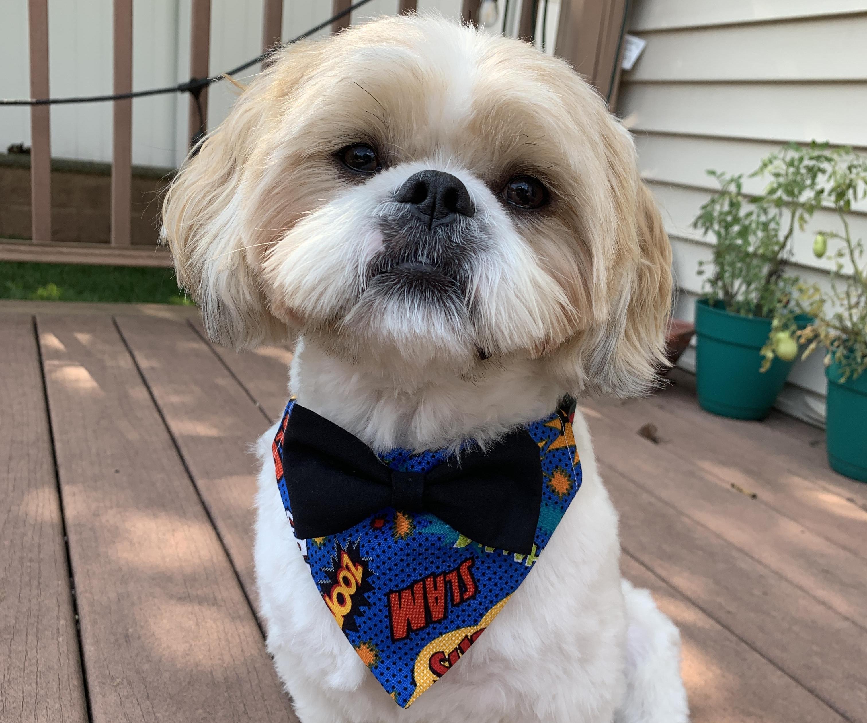 Fancy Bowtie Pet Bandana