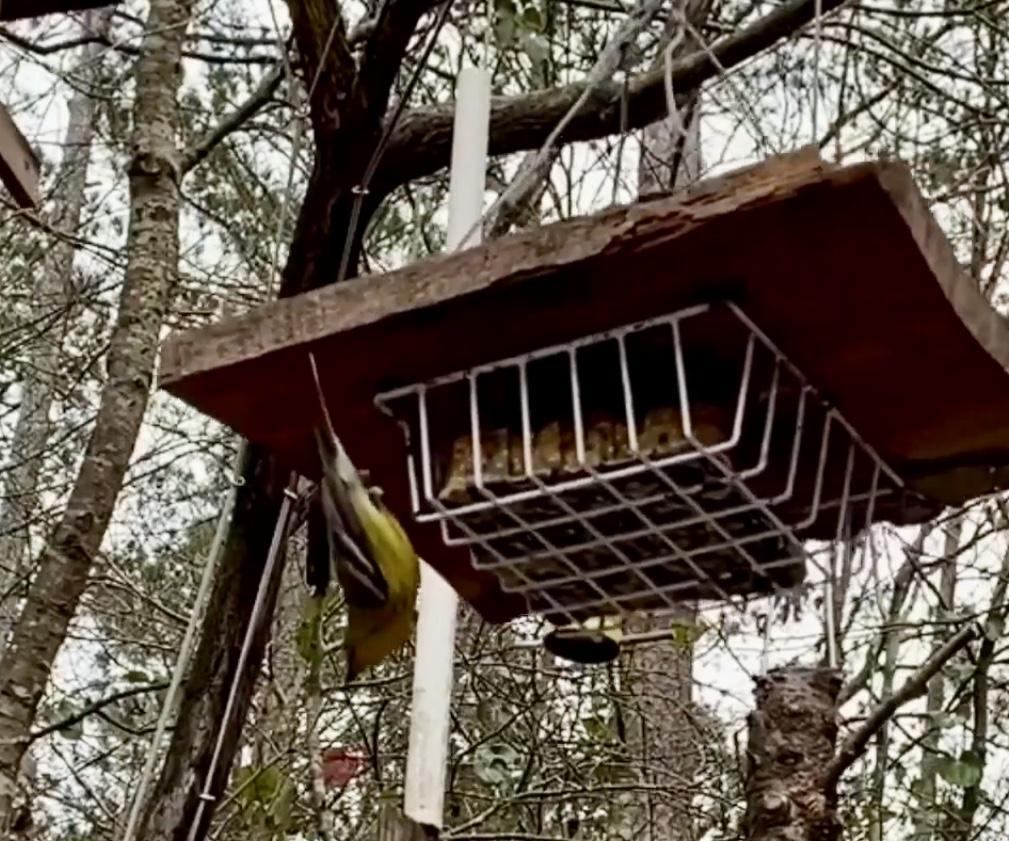 Dollar Store Upside Down Suet Feeder