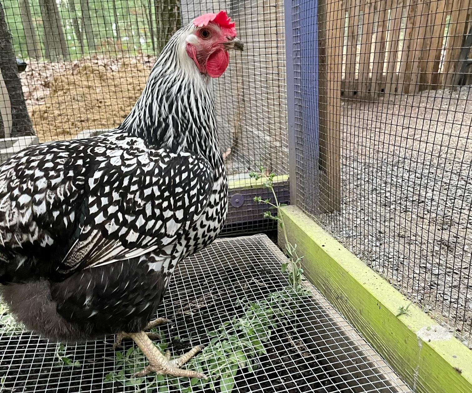 Grazing Frame for Backyard Chickens