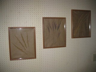 Framed Dried Grasses