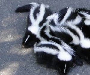 Cleaning Skunk Spray Off Your Animal or You for $3