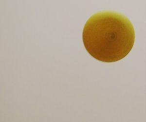 Floating Ping Pong Ball (Bernoulli's Principle)