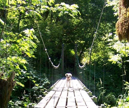 Building a Small Cable Suspension Bridge - the Basics Plus a Video Demo