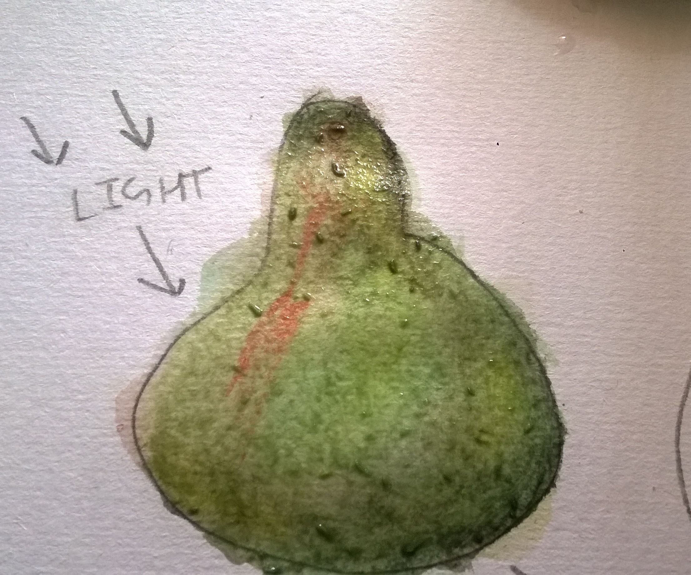 Pearfect Watercolor Pears