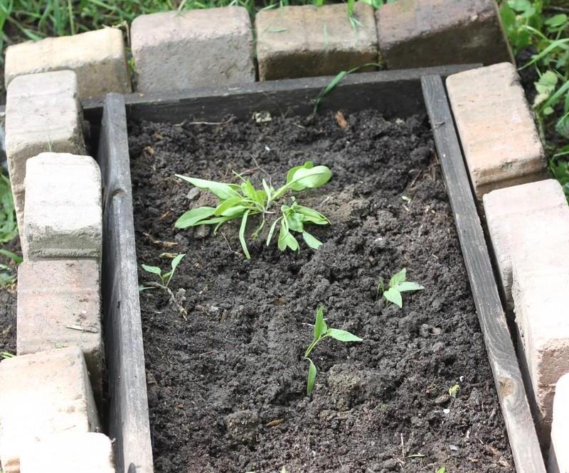 Instant Garden Bed (No Digging, No Weeds)