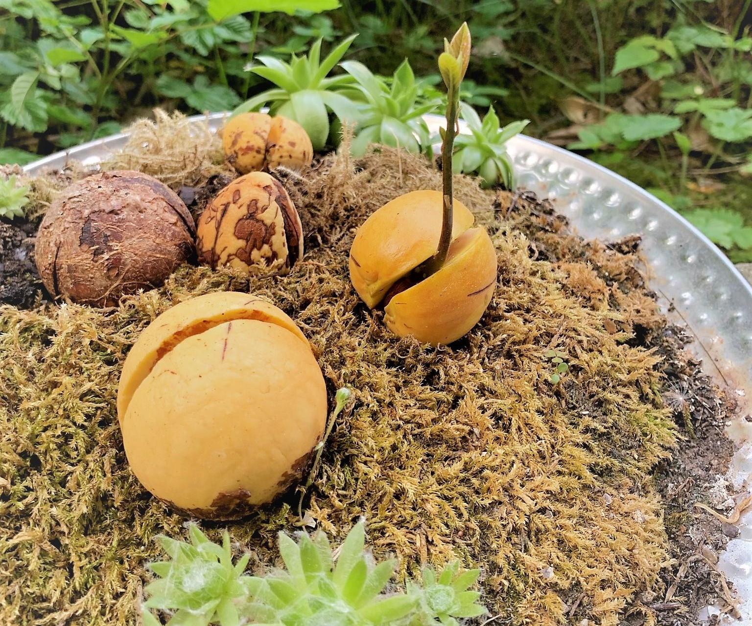 The Easiest Way to Grow Avocado From a Seed