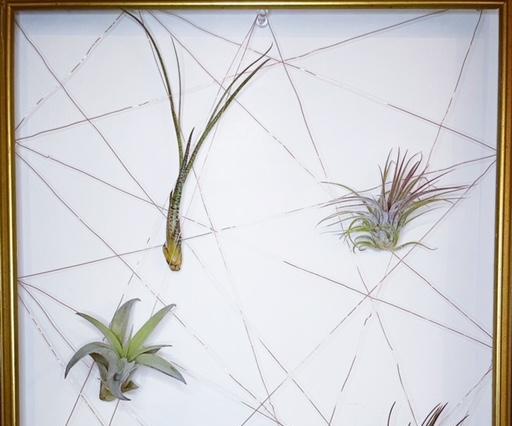 Air Plant Display Frame