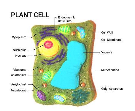 Cell Model Educational Tool From Recycled Materials