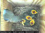 BOX NEST FOR BIRDS WITH WEBCAM