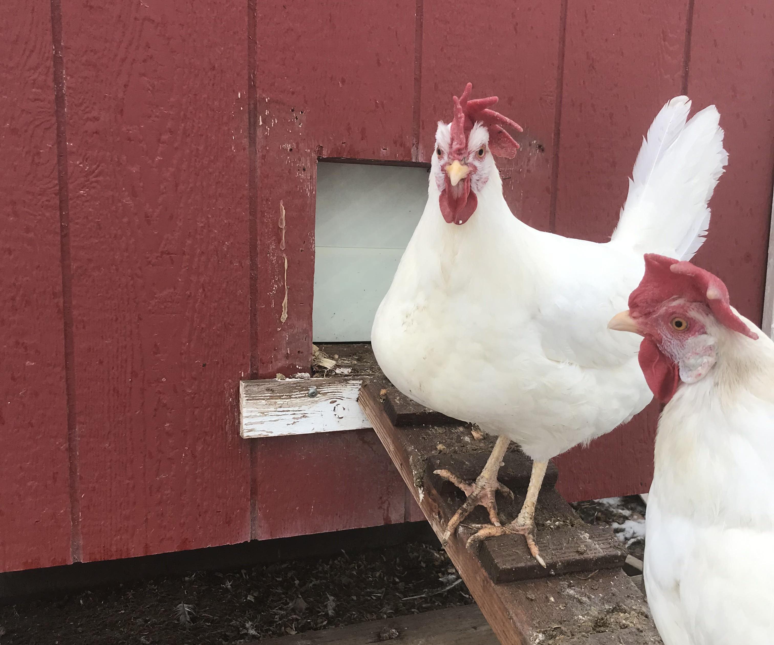 3D Printable Fully Function Automatic Chicken Door