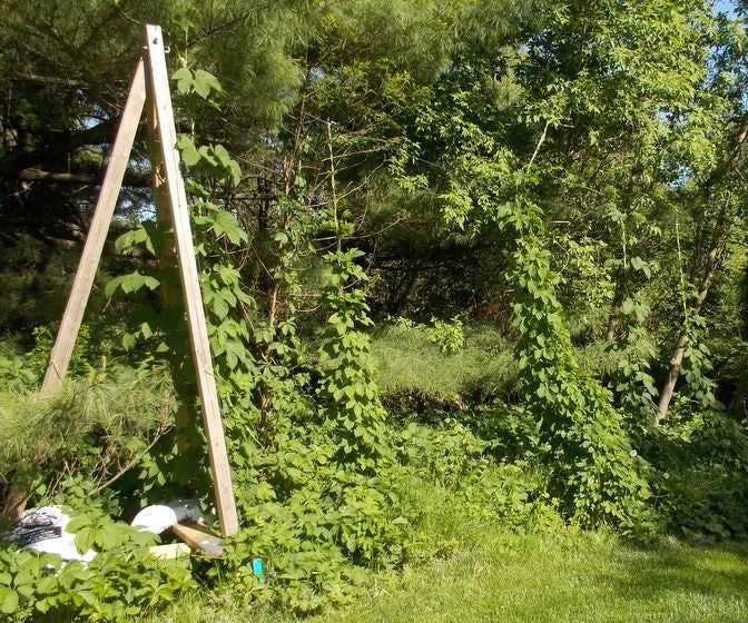 BEER, a Trellis for Hops,  a Support for Growing Them in Your Backyard.