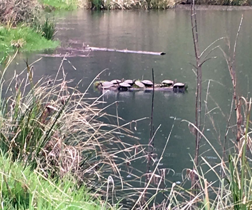 Habitat for Pond Turtles: Turtle Sofas!