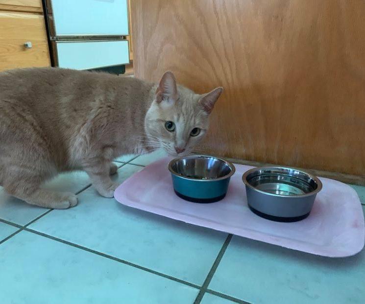 Kibble Dribble Floor Protector