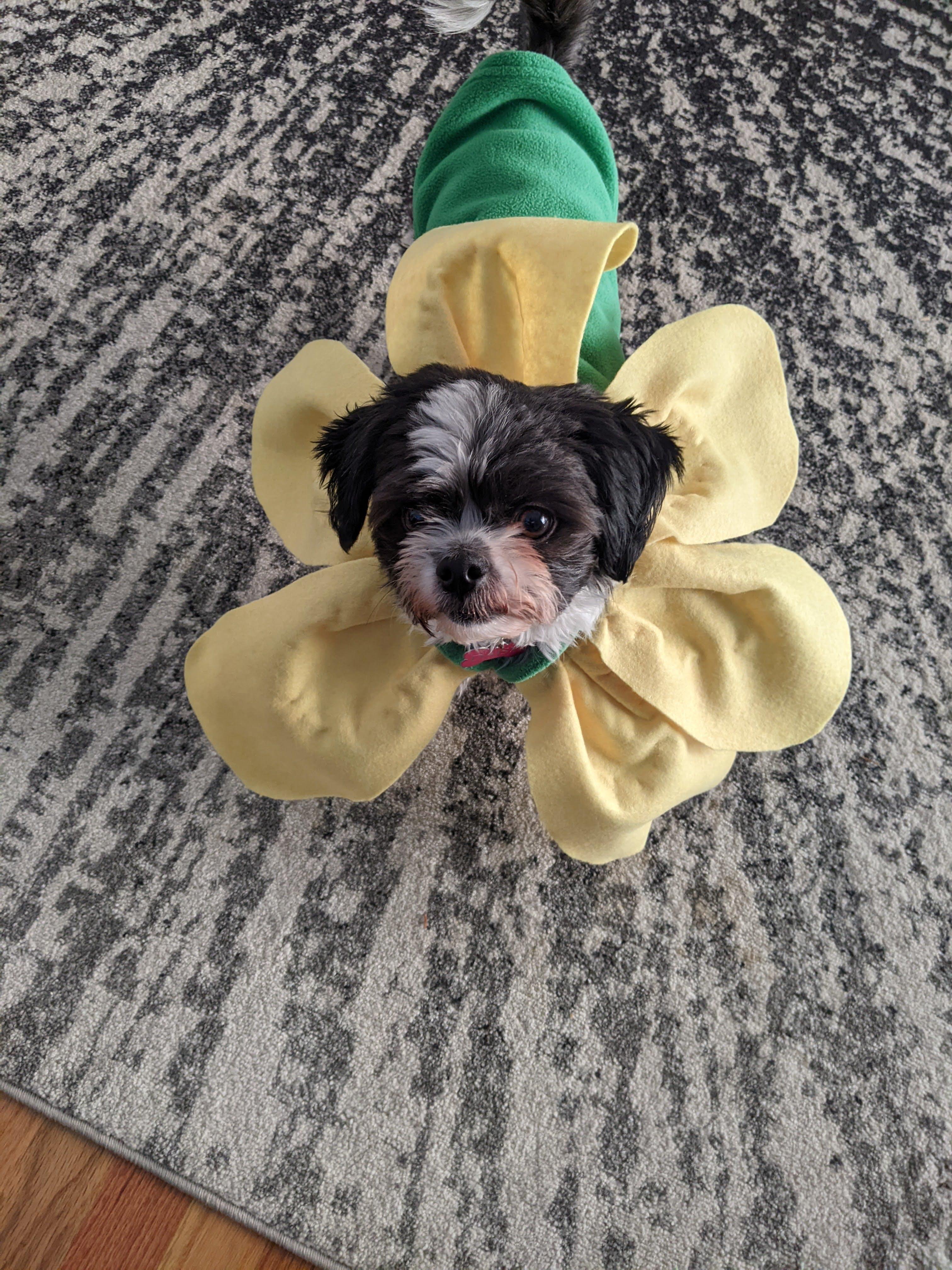 Yellow Flower Pet Costume