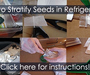 Cold Treatment for Seeds - Stratification