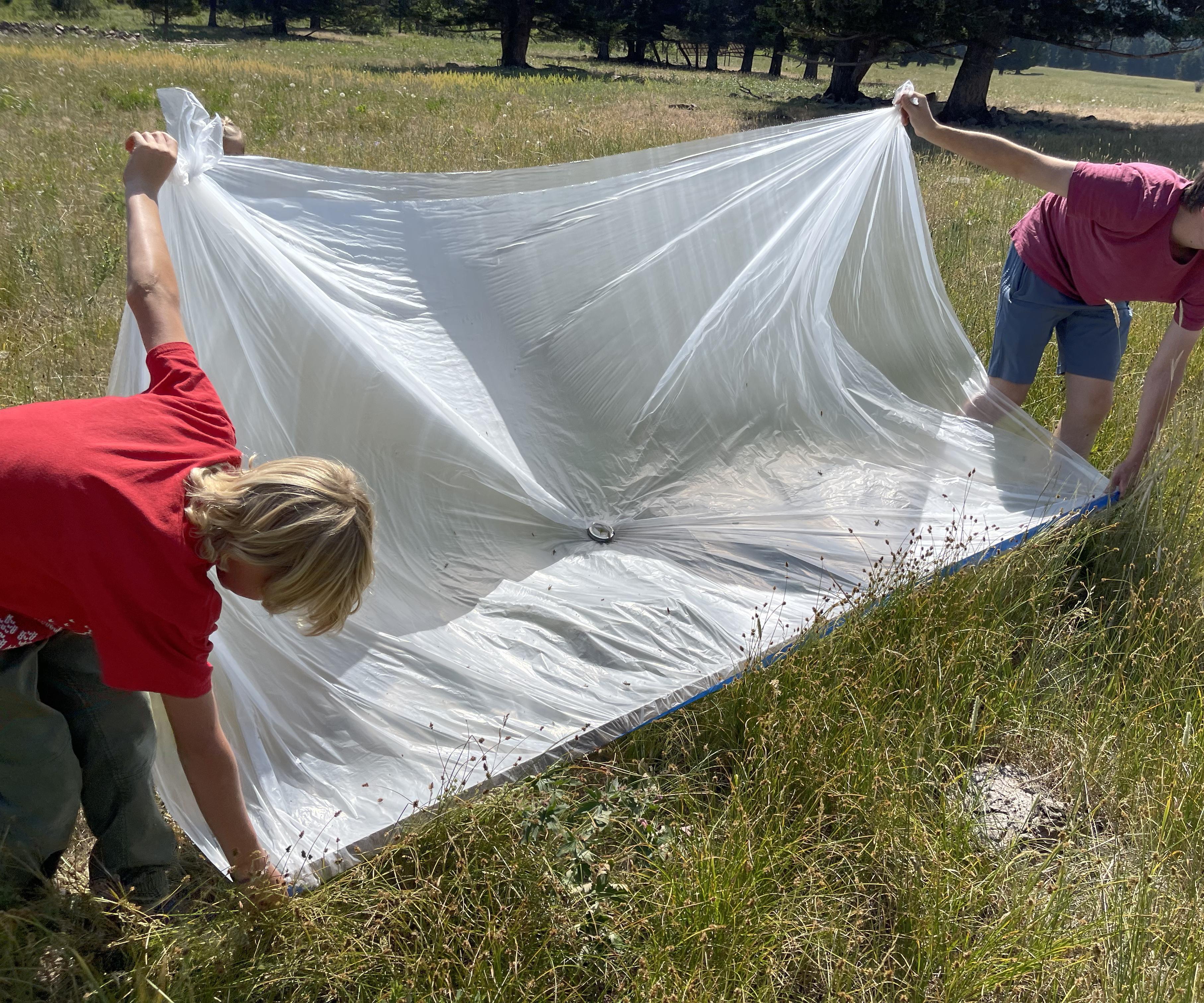 How to Catch Grasshoppers... for Pet Food.  a Grasshopper Trap