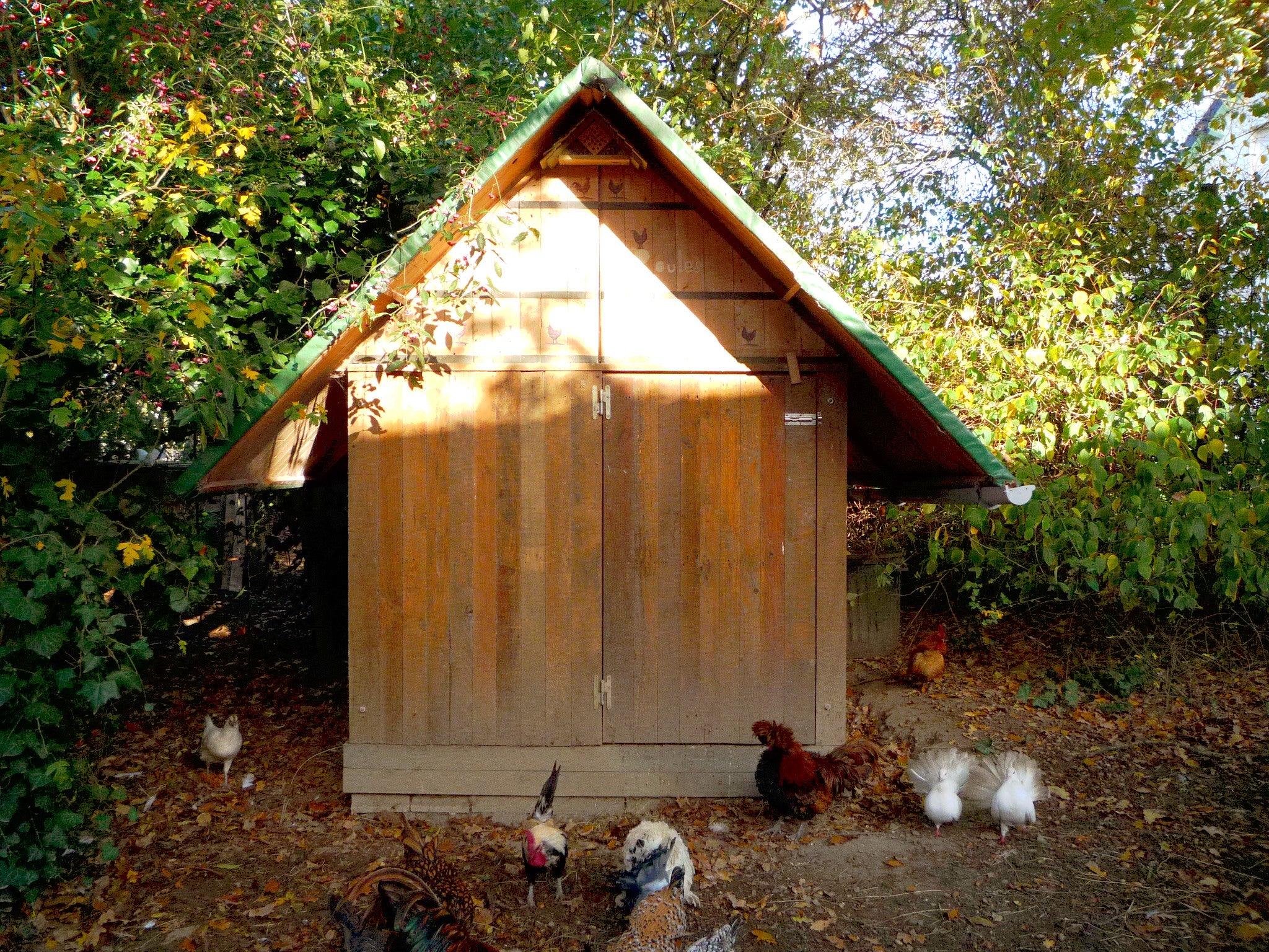 Untreated Pallet Wood Hen House Design & Construction. Poulailler De Bois De Palette. Gallinero De Madera De Palet