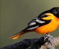 Oriole Bird Feeder