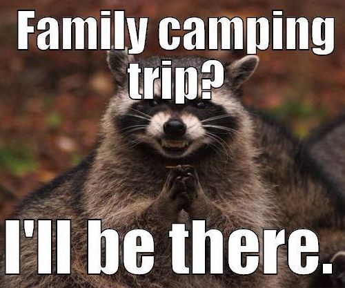 How to Keep Raccoons Away From Your Campsite