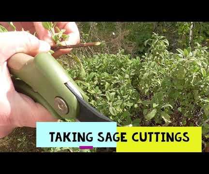 Propagating Your Own Herbs and Flowers 