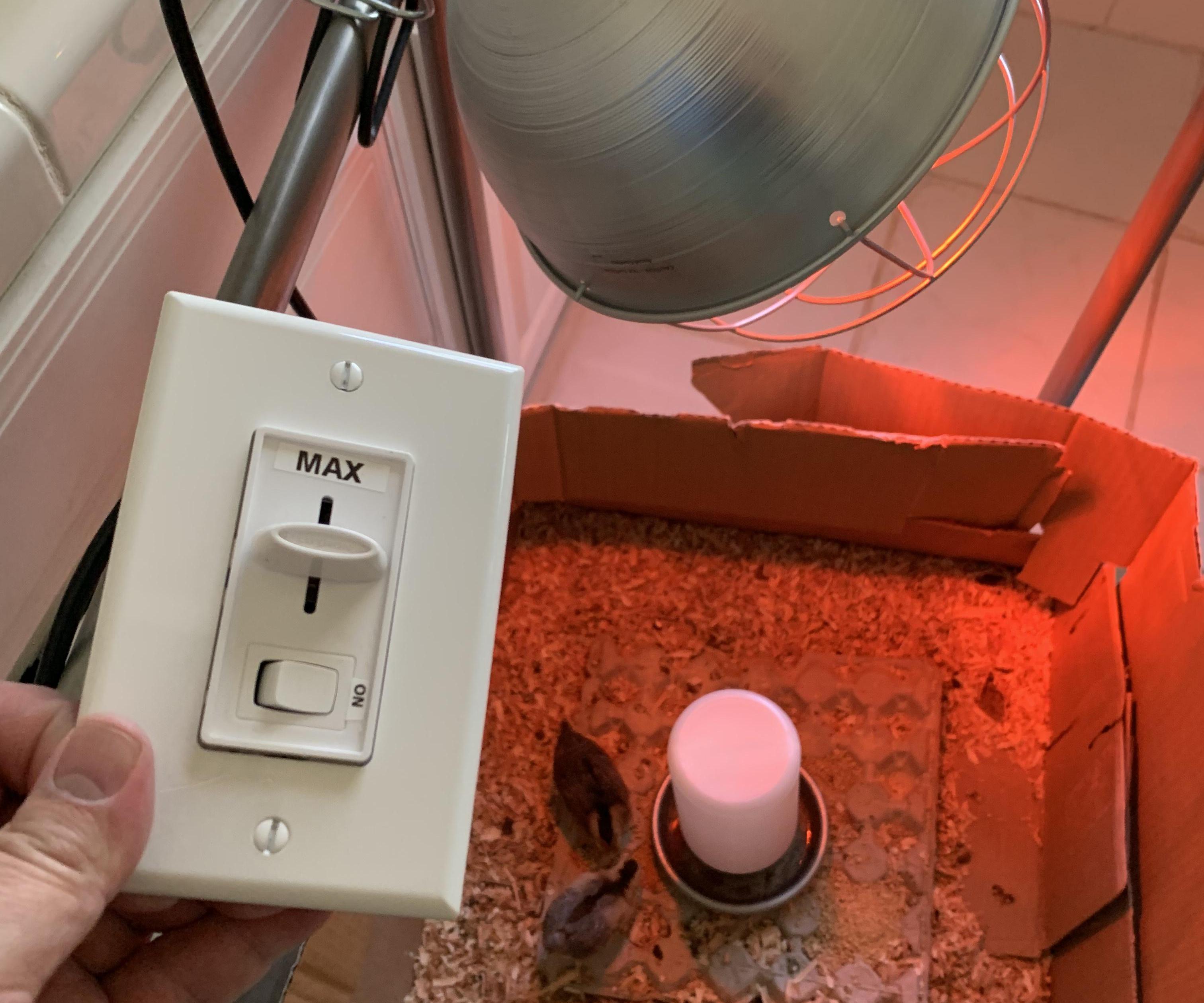 DIY Dimmer for Chick Brooder Lamp