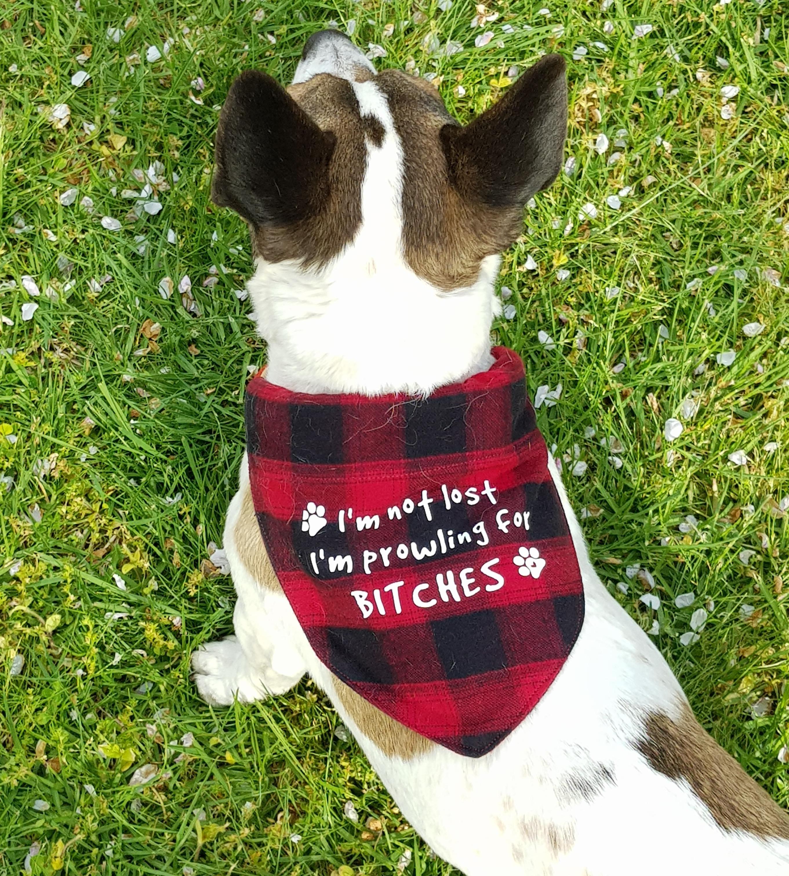 Novelty Dog Bandanna